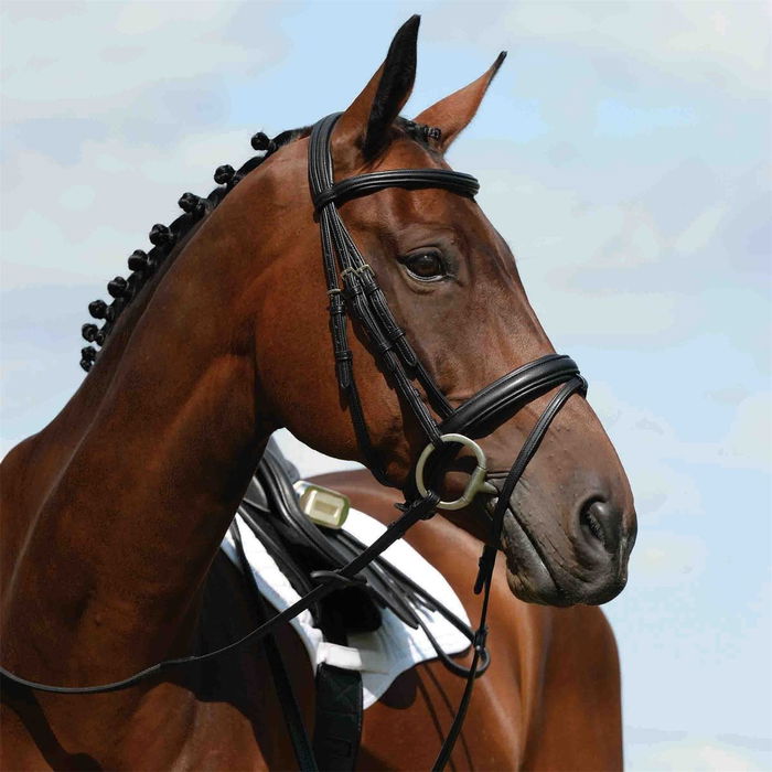 Syntovia + Padded Raised Flash Bridle